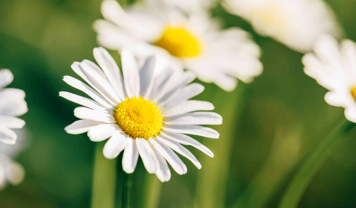 Frühlingsmischungen mit ätherischen Ölen