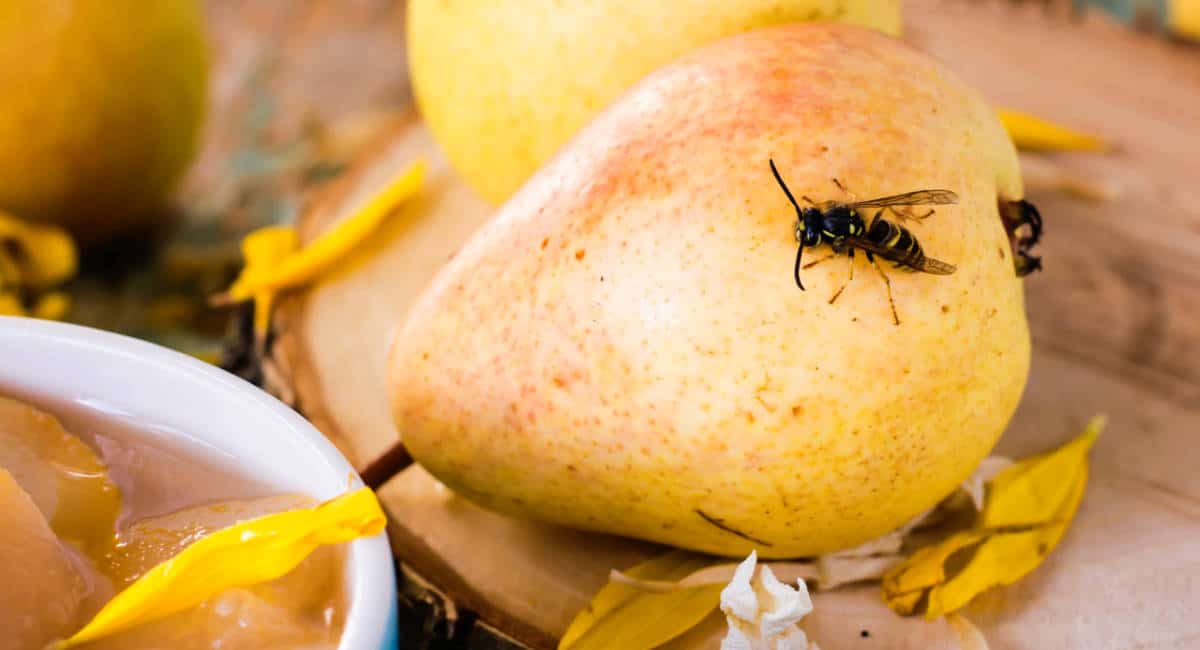 Ätherische Öle gegen Wepsen