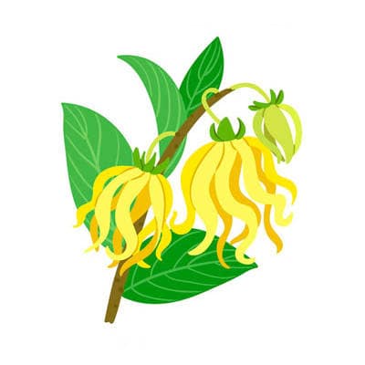 Ylang-Ylang-Öl